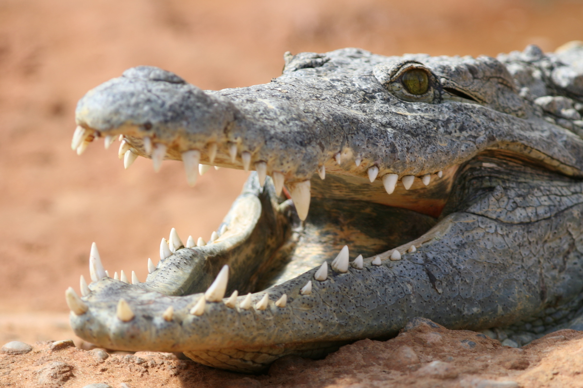 Lees meer over het artikel Krokodillenboerderij, Pierrelatte