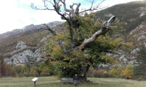 Je bekijkt nu De oudste kastanjeboom in de Drôme, Chastel-Arnaud