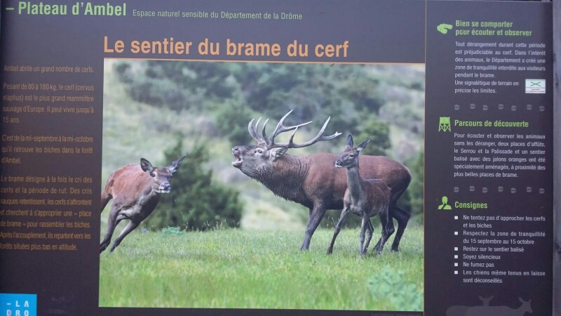 Lees meer over het artikel Burlende herten ‘brame du cerf’, plateau d’Ambel, Vercors